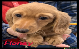 Miniature Dachshund dogs for sale: Beautiful Miniature Dachshunds. - Advert 13