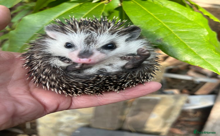 Pygmy Hedgehog rodents - Advert 5