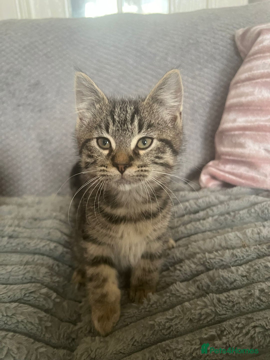 Mixed Breed cats for sale: 2 adorable kittens for sale  - Image 7
