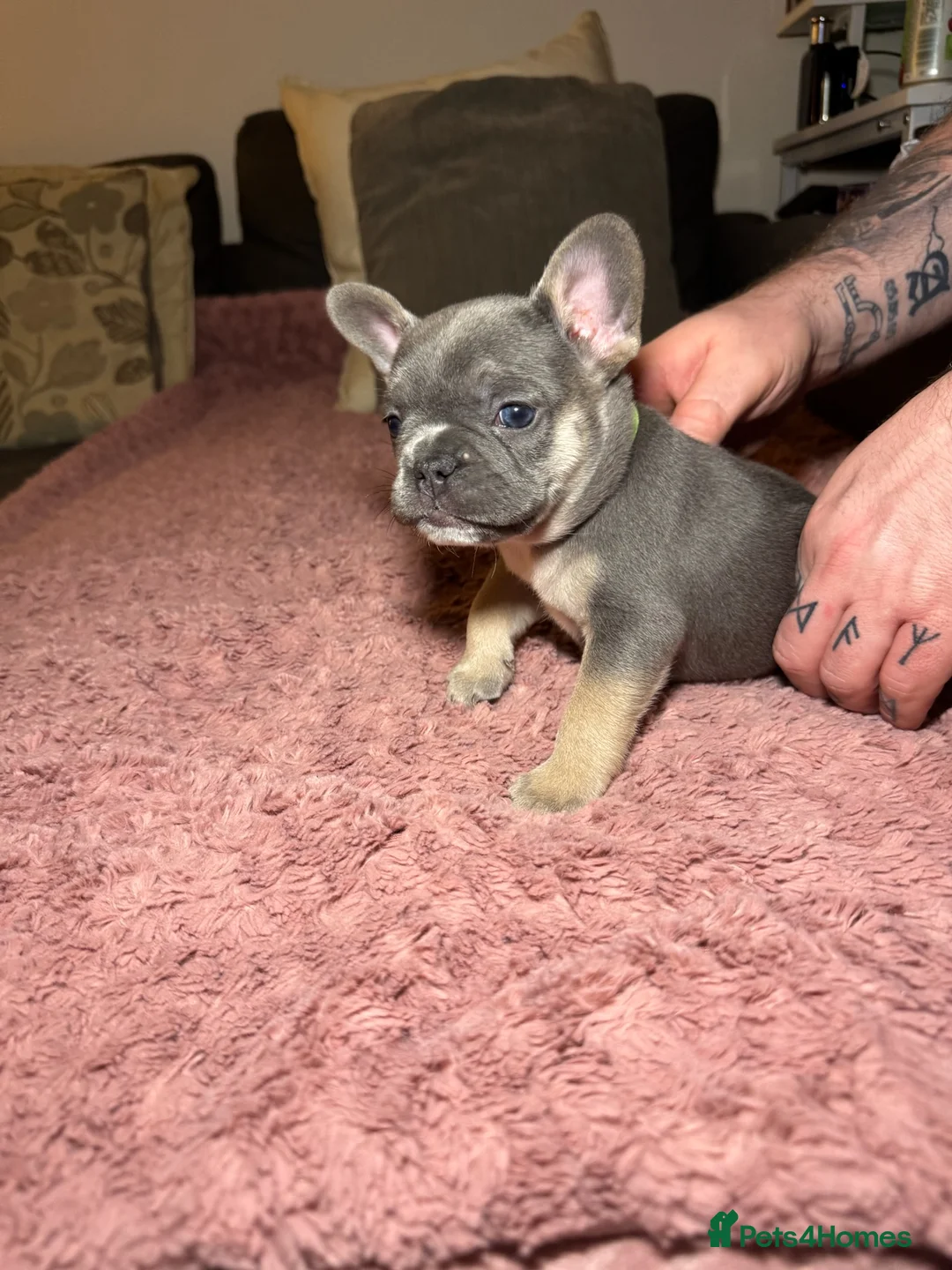 French Bulldog dogs for sale: French Bulldog puppies for sale 1 LEFT  - Advert 16