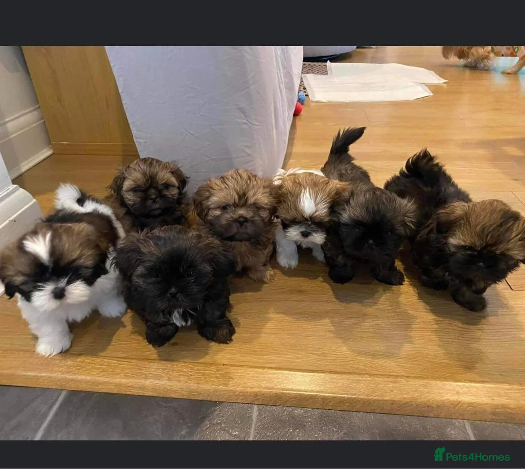 Shih Tzu dogs for stud: Stud only  in Bishop's Stortford - Advert 15