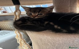 Mixed Breed cats for sale: 3 tabby kittens for sale  - Image 7