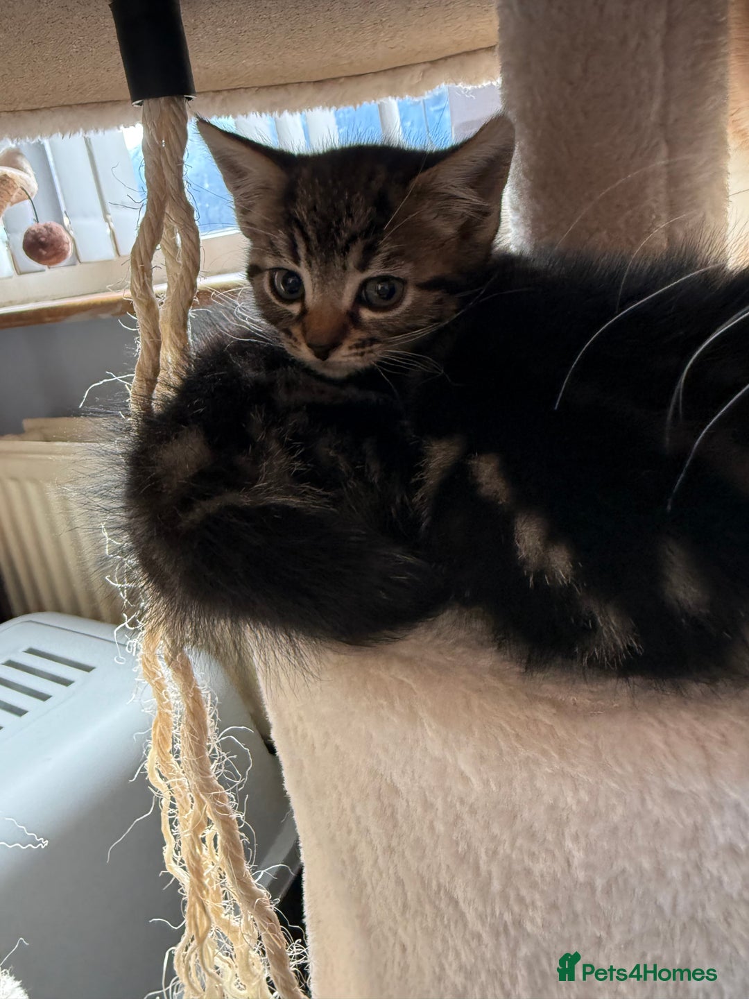 Mixed Breed cats for sale: 3 tabby kittens for sale  - Image 7