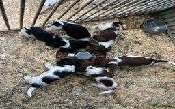 English Springer Spaniel dogs for sale: Working Springer Spaniel Puppies  - Image 5