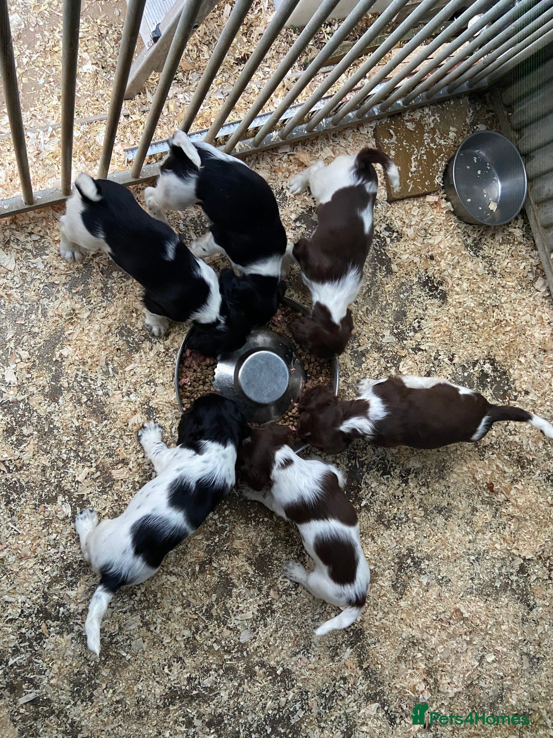 English Springer Spaniel dogs for sale: Working Springer Spaniel Puppies  - Image 5