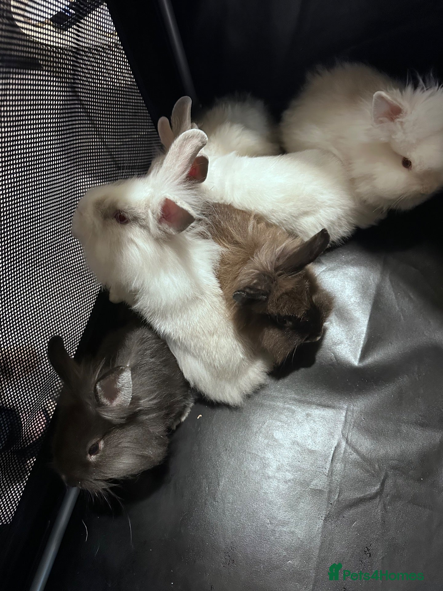 Lionhead rabbits Mixed lot of double main Lionhead bunnies 😍 - Advert 1