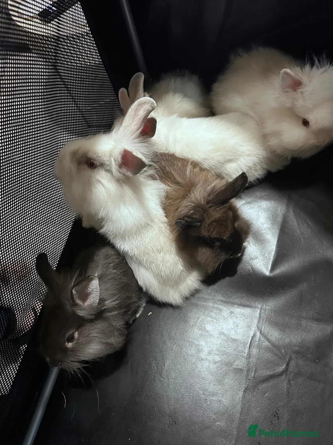 Lionhead rabbits for sale: Mixed lot of double main Lionhead bunnies 😍 - Advert 8
