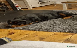 Rottweiler dogs for sale: Female rotweiller  - Image 7