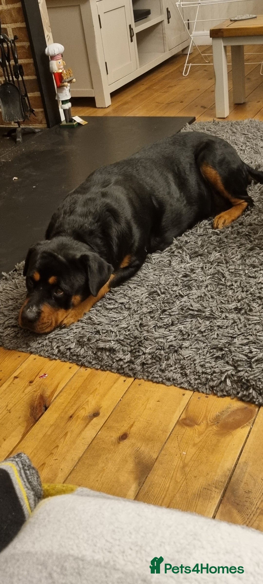 Rottweiler dogs for sale: Female rotweiller  - Image 7