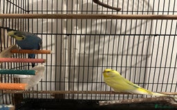 Budgerigars birds for sale: Budgie pair of bonded males (please read)  - Image 3