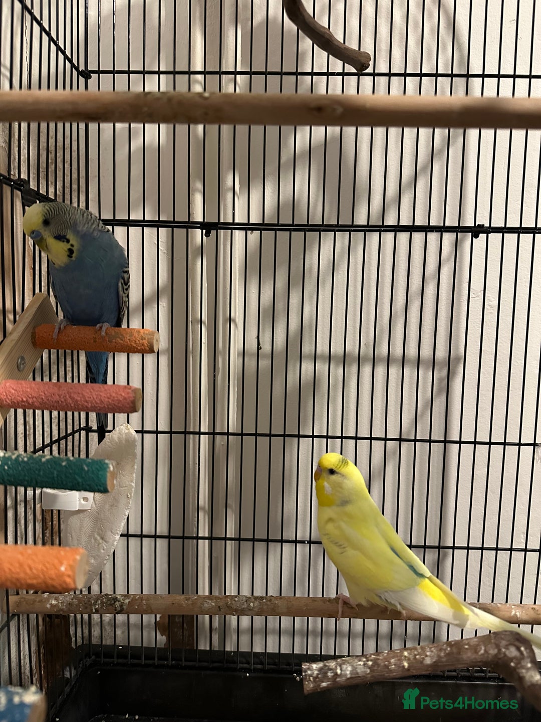 Budgerigars birds for sale: Budgie pair of bonded males (please read)  - Image 3