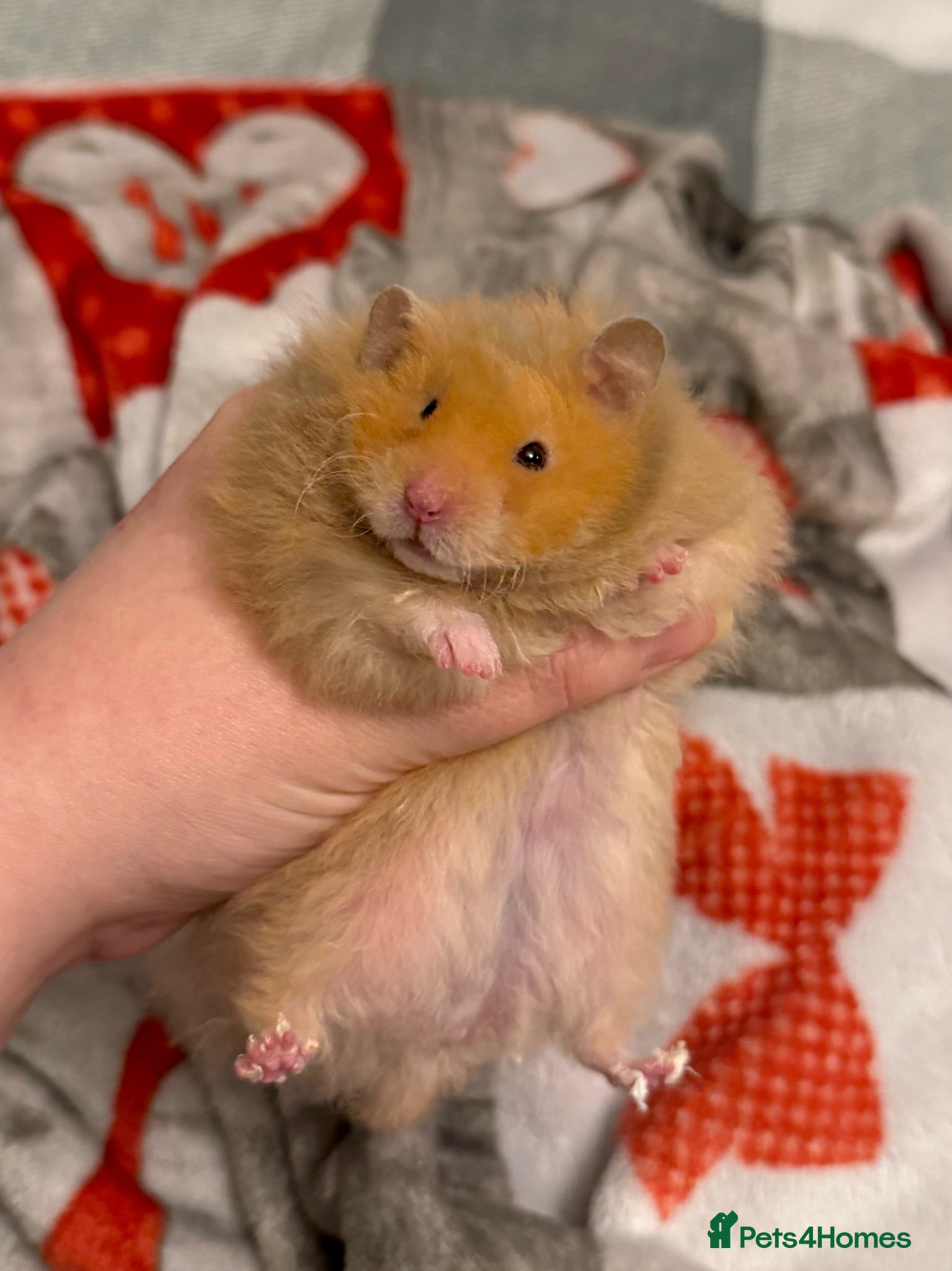Hamster rodents Long Haired Pedigree Rex Syrian Hamster Female  - Advert 1