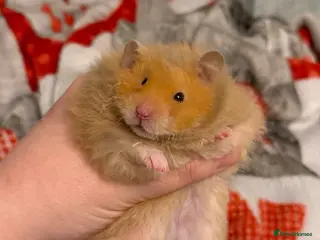 Hamster rodents Long Haired Pedigree Rex Syrian Hamster Female - Advert 12