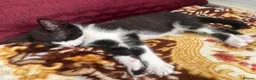 Domestic Shorthair cats for sale: Beautiful Energetic Tuxedo Boy — 10 Weeks Old! in Isleworth - Advert 4