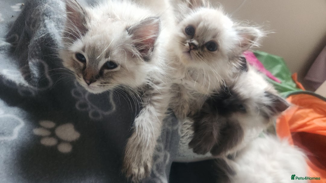 Ragdoll cats for sale: Ready now x - Advert 7