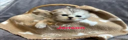 Persian cats for sale: Beautiful litter of Persian kittens, PKD Neg - Advert 7