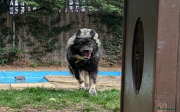 Caucasian Shepherd Dog dogs for adoption: Aslan in Cheltenham - Advert 6