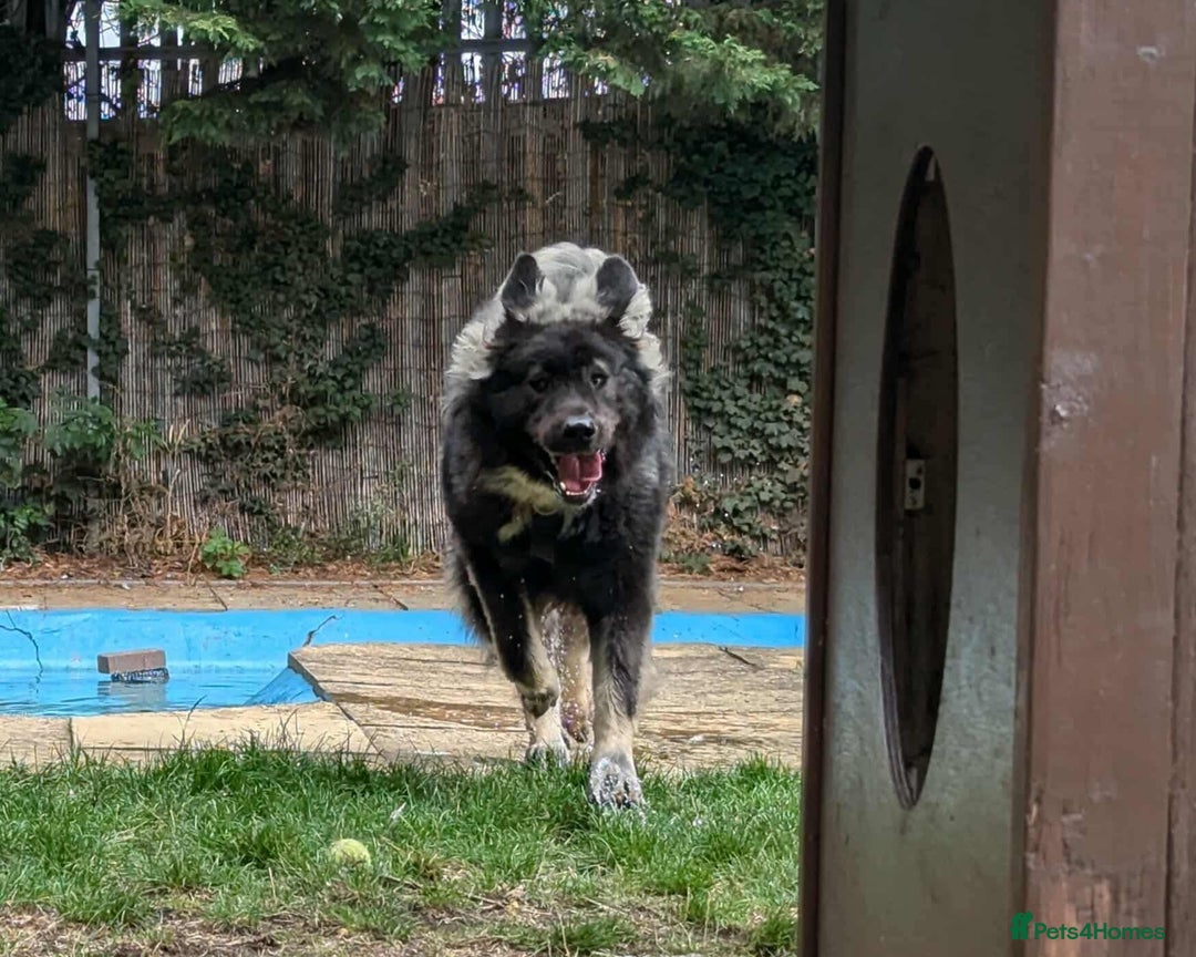 Caucasian Shepherd Dog dogs for adoption: Aslan in Cheltenham - Advert 6