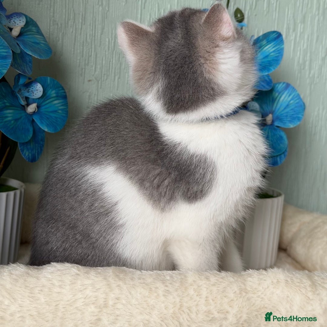 British Shorthair cats for sale: British shorthair golden tricolour TICA - Advert 8