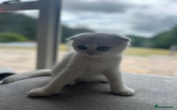 Scottish Fold cats for sale: LAST ONE - READY to LEAVE - PEDIGREE  - Image 15