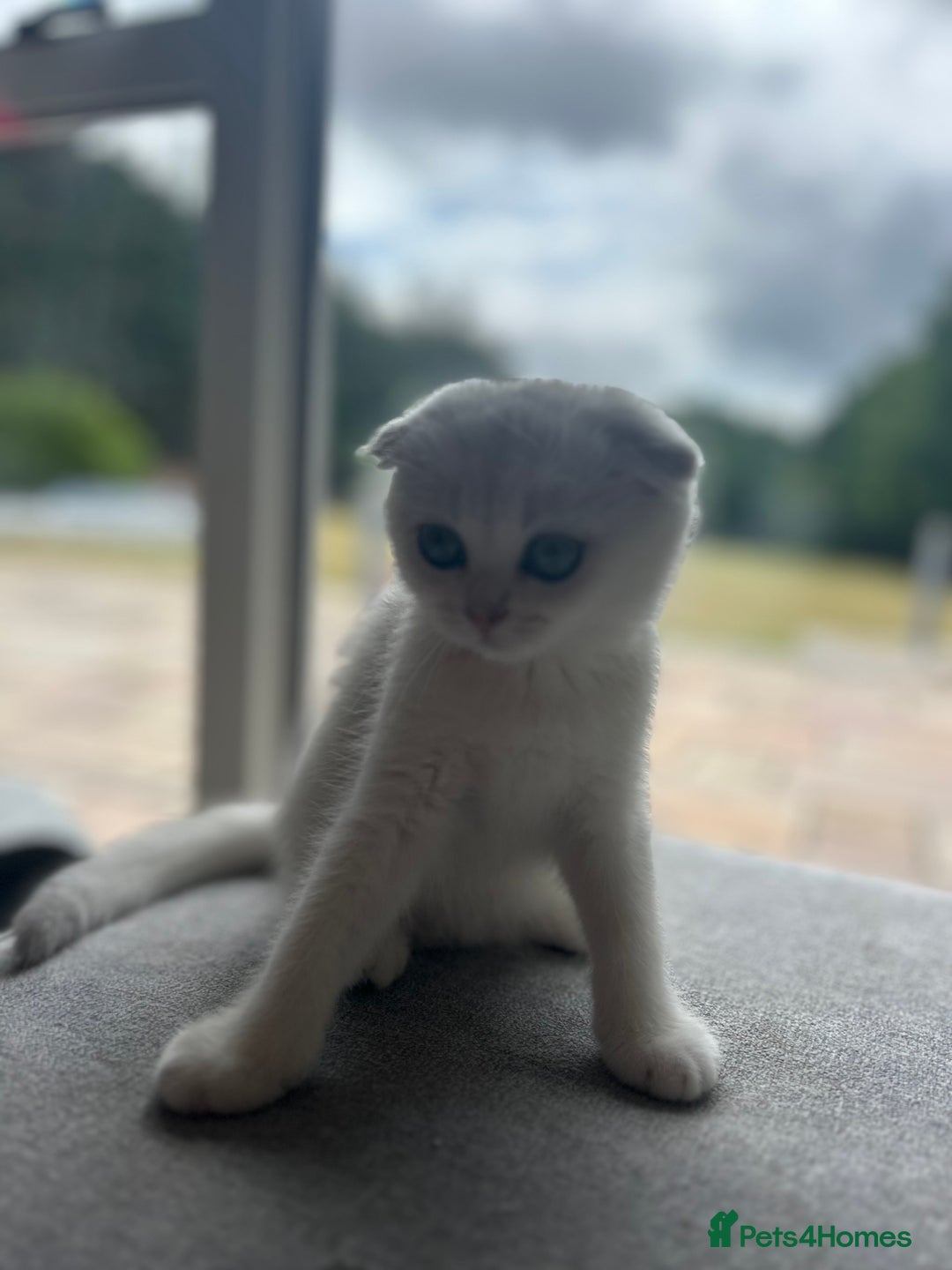 Scottish Fold cats for sale: LAST ONE - READY to LEAVE - PEDIGREE  - Image 15