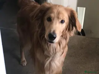 Mixed Breed dogs Bailey - Advert 2