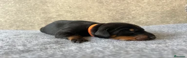 Orange Collar