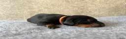Dobermann dogs for sale: Outstanding Quality Dobermann puppies, KC REG - Advert 33