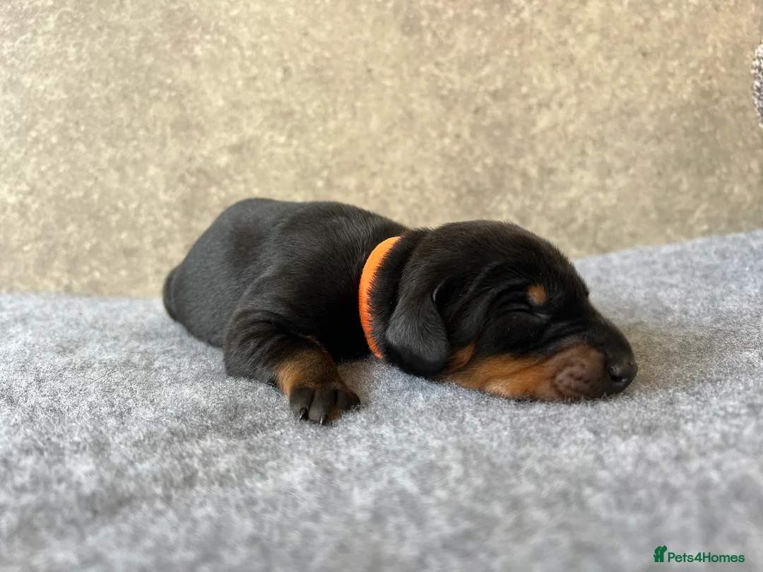 Dobermann dogs for sale: Outstanding Quality Dobermann puppies, KC REG - Advert 33