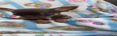 Chihuahua 2