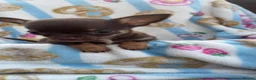Chihuahua dogs for sale: Chocolate and tan Chihuahua puppies - Advert 15