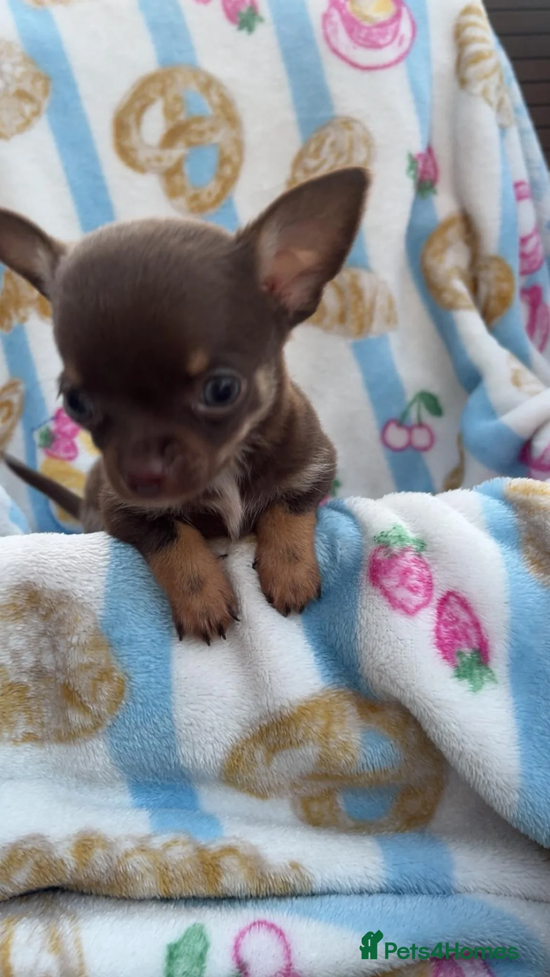 Chihuahua dogs for sale: Chocolate and tan Chihuahua puppies - Advert 15