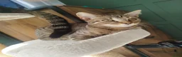Mixed Breed cats for sale: Kittens ready for homes  in Blackpool - Advert 4