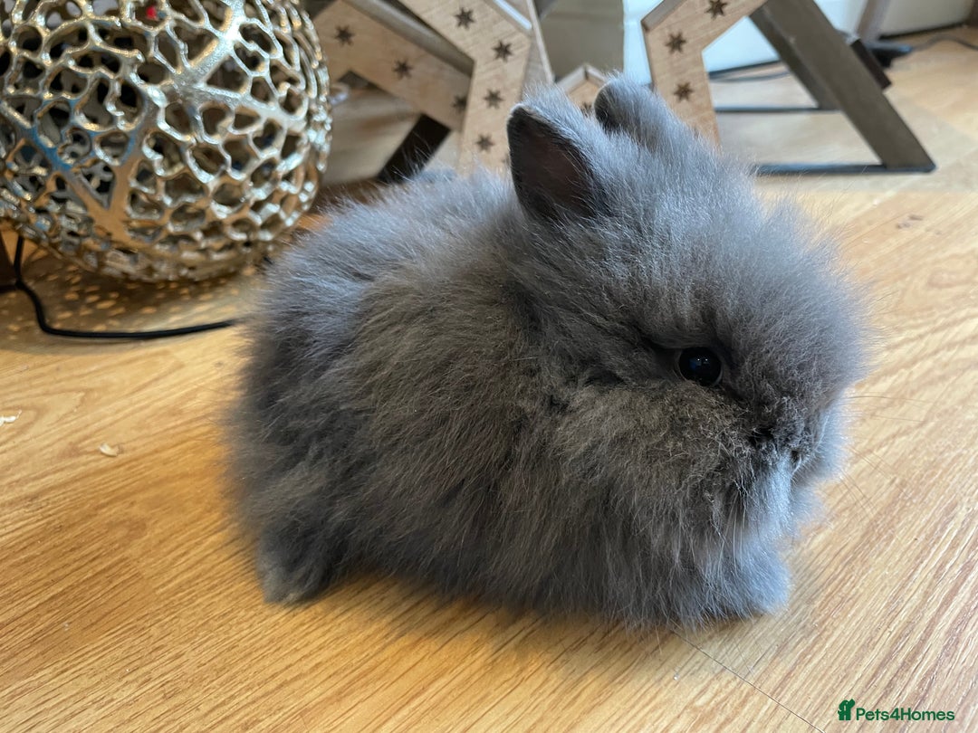 Lionhead rabbits for sale: 2 double mane lion heads  for sale  - Image 19