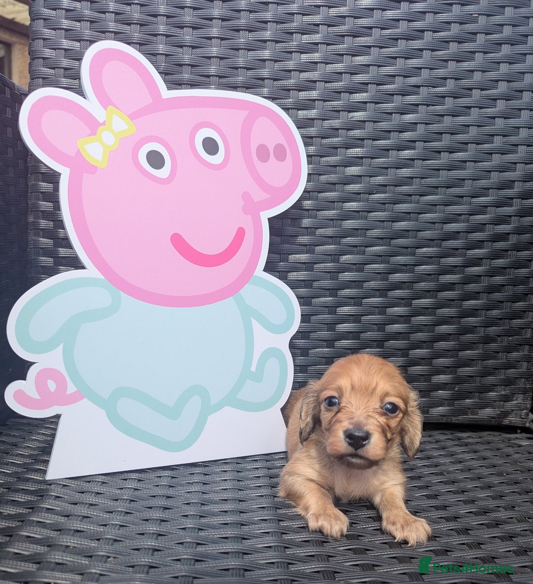 Dachshund dogs for sale: Long haired miniature Dachshunds  - Image 28