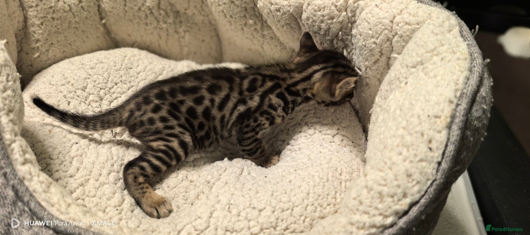 Bengal cats for sale: Bengal babies  - Advert 12