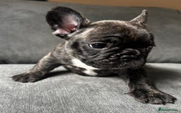 French Bulldog dogs for sale: KC wonderful French Bulldog puppies🐾 - Image 24