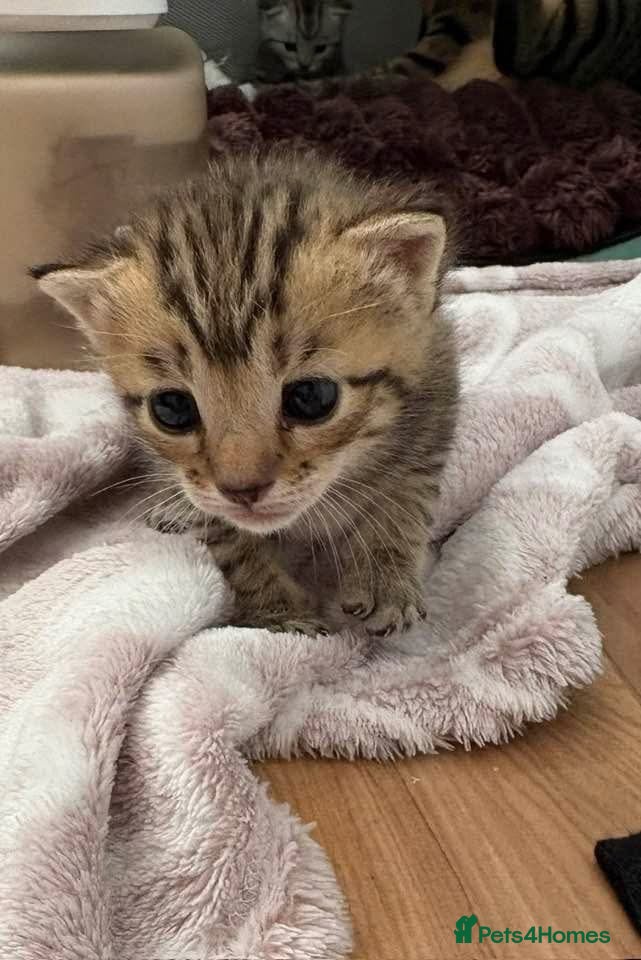 Mixed Breed cats Beautiful tabby kittens  - Advert 6