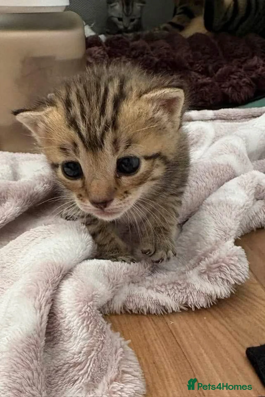 Mixed Breed cats for sale: Beautiful tabby kittens  in Hessle - Advert 1
