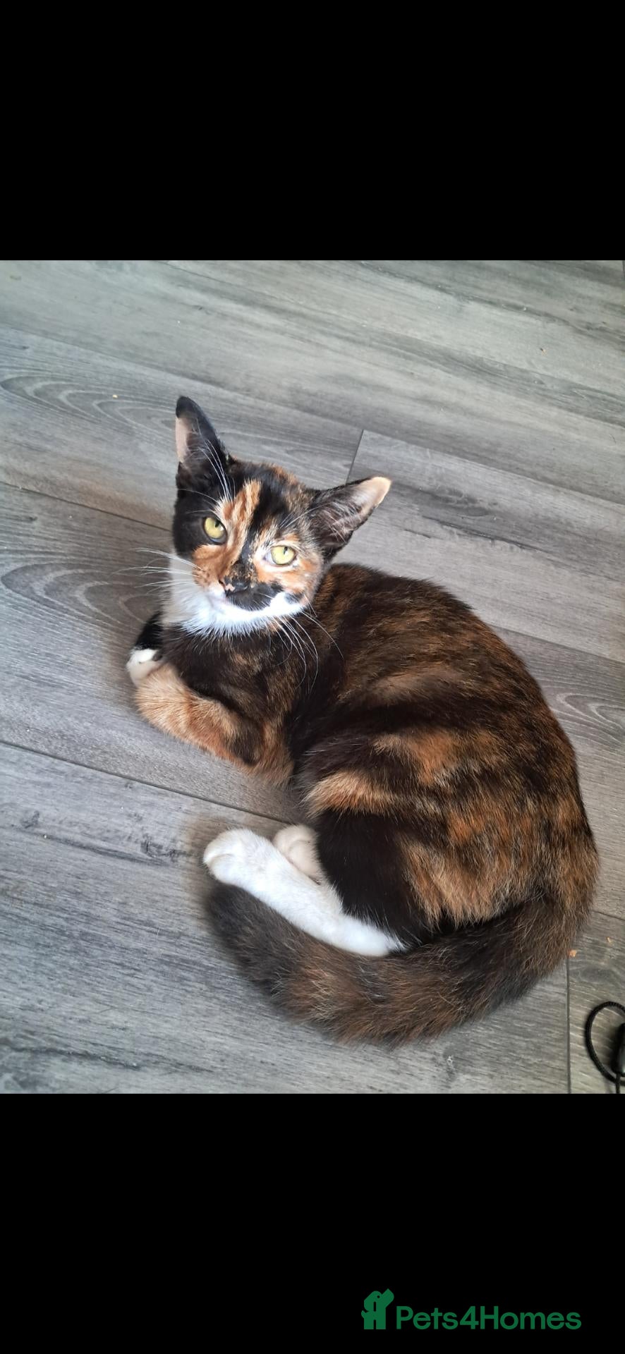 Mixed Breed cats for sale: Tortieshell 7 month old kitten - Advert 5