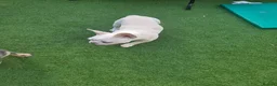 French Bulldog dogs for sale: Beautiful  French Bulldog Puppy - Advert 25