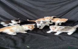 Mixed Breed cats for sale: 6 gorgeous kittens ready 14.09. 4 males, 2 females - Image 6