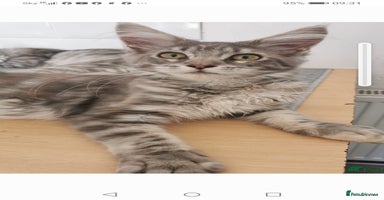 Maine Coon cats - Advert 11