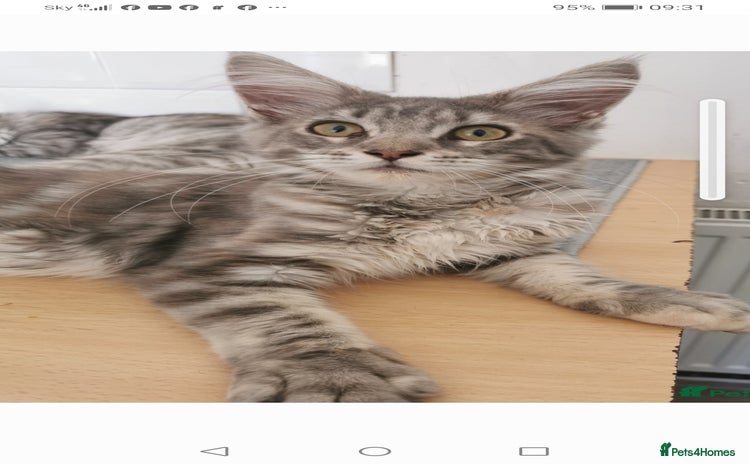 Maine Coon cats - Advert 1