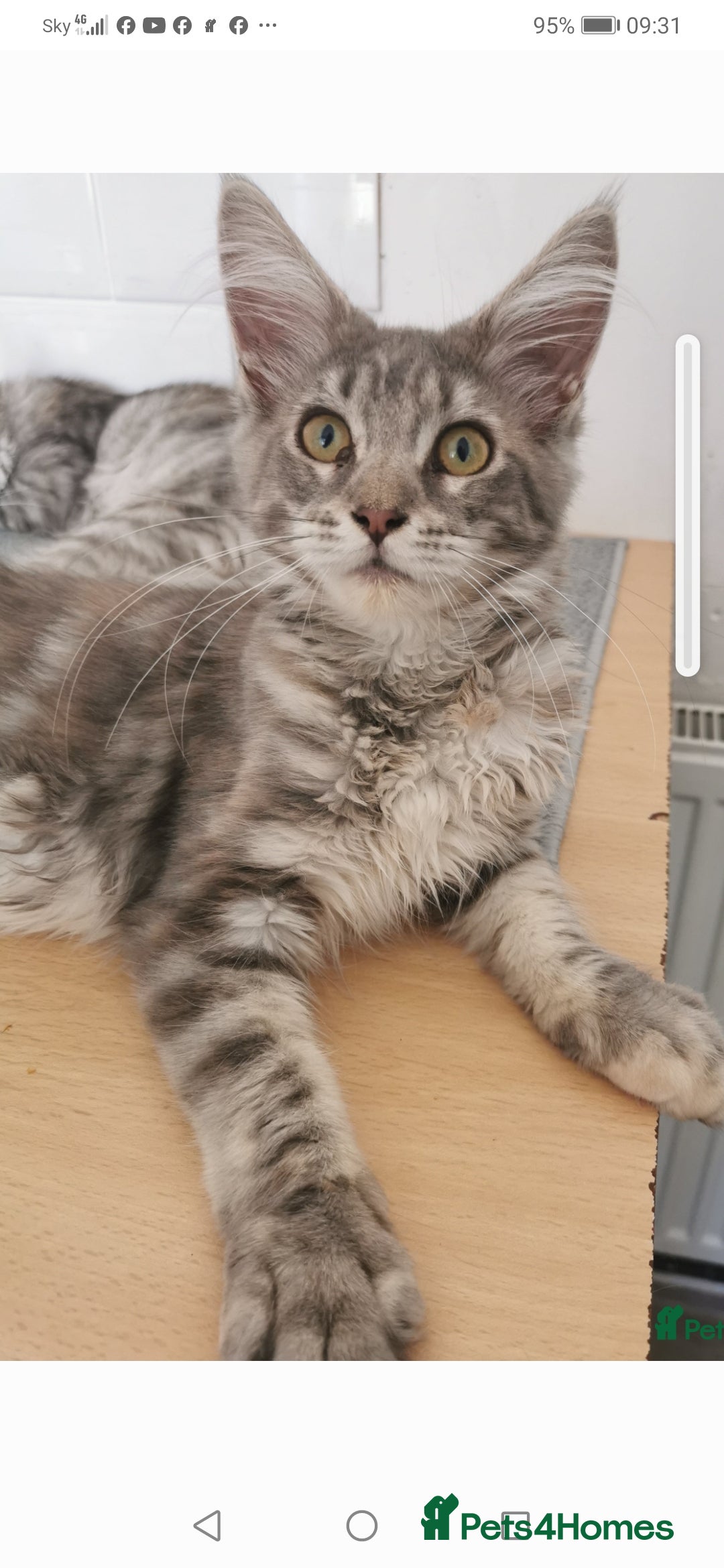 Maine Coon cats for sale: Full pedigree maine coon kittens for sale - Image 2