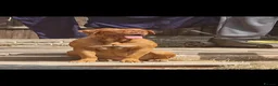Dogue De Bordeaux dogs for sale: Absolutely beautiful dogue de bordeaux puppies  - Advert 1