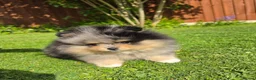 Pomeranian dogs for sale: Stunning Rare Merle Pomeranian - Advert 8