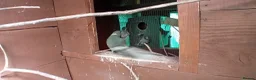 Parakeets birds for sale:   Kakarkis ..parrakeeks in Leicester - Advert 8