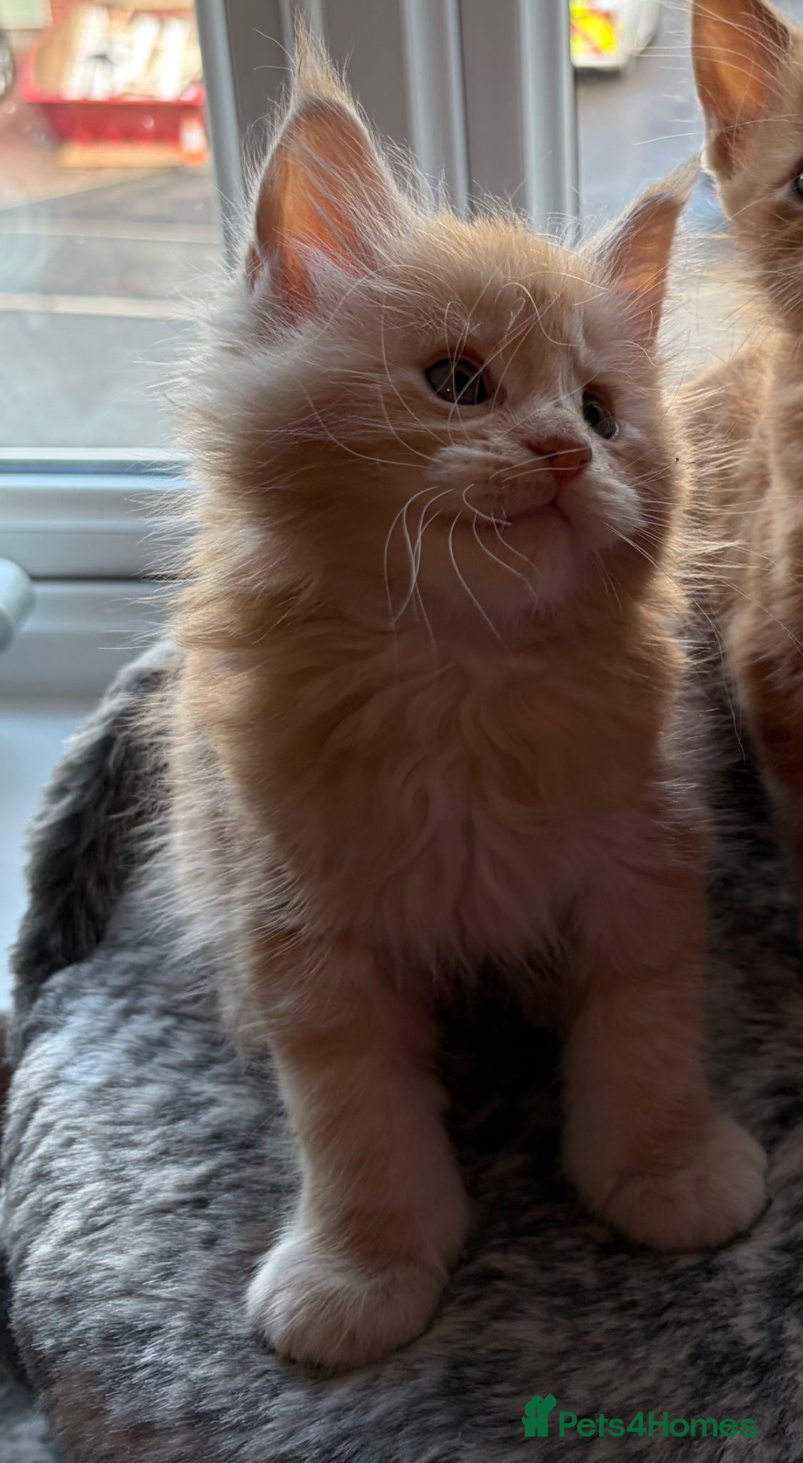 Maine Coon cats 🐈 ONLY ONE BOY LEFT! READY FRIDAY 29TH MAY!!! 🐈 - Advert 4