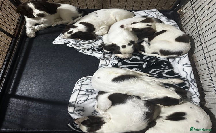 English Springer Spaniel dogs - Advert 15